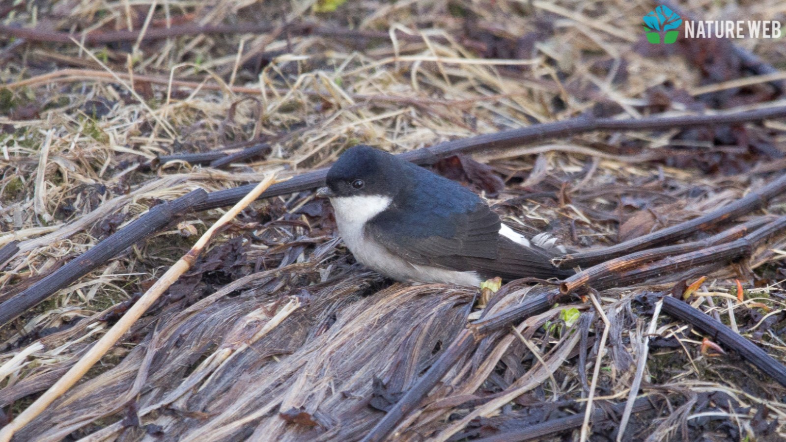 Perching Birds